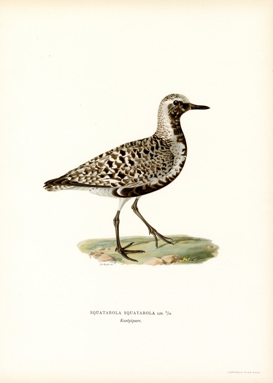 Chorlito gris (litografía en color) de Magnus Ferdinand and Wilhelm von Wright