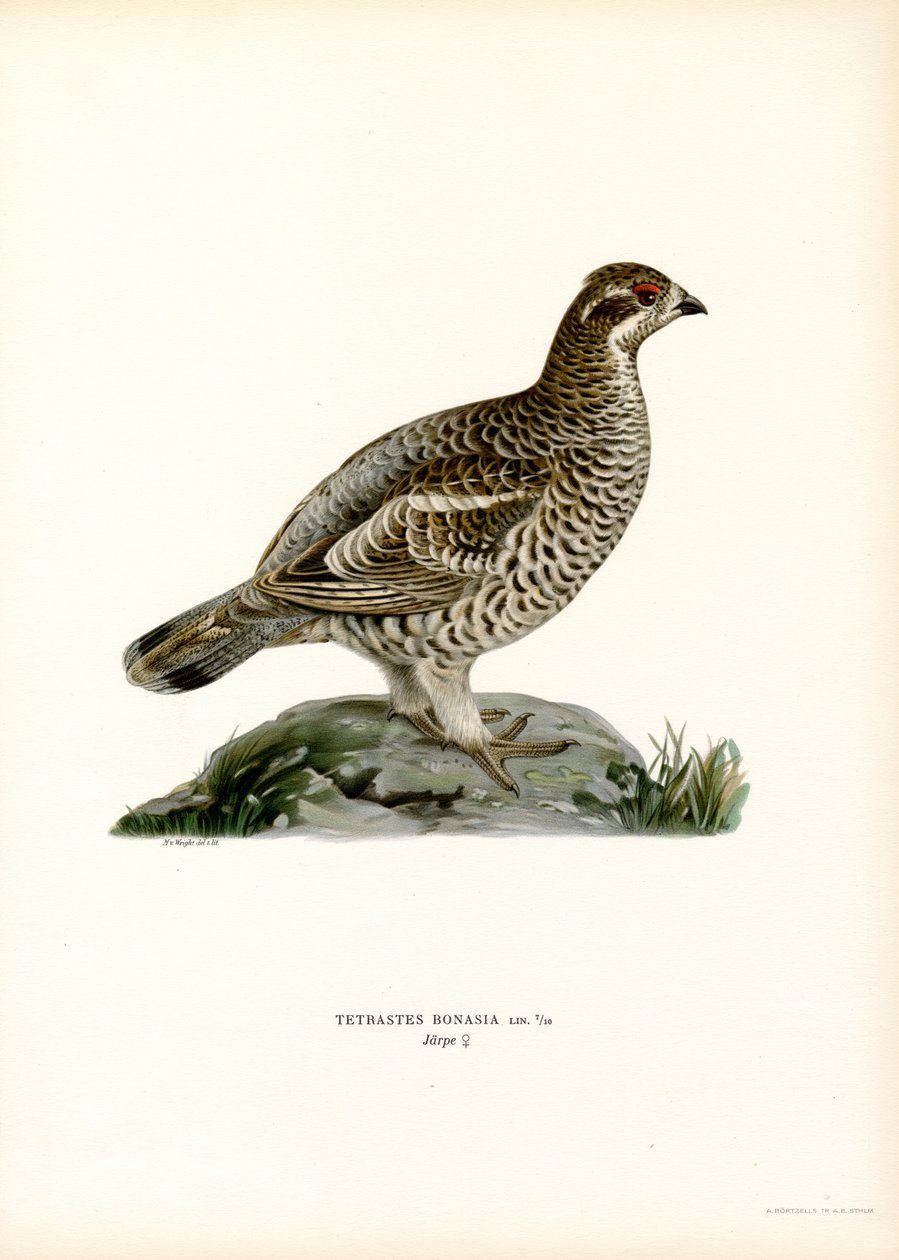 Hazel Grouse (litografía en color) de Magnus Ferdinand and Wilhelm von Wright