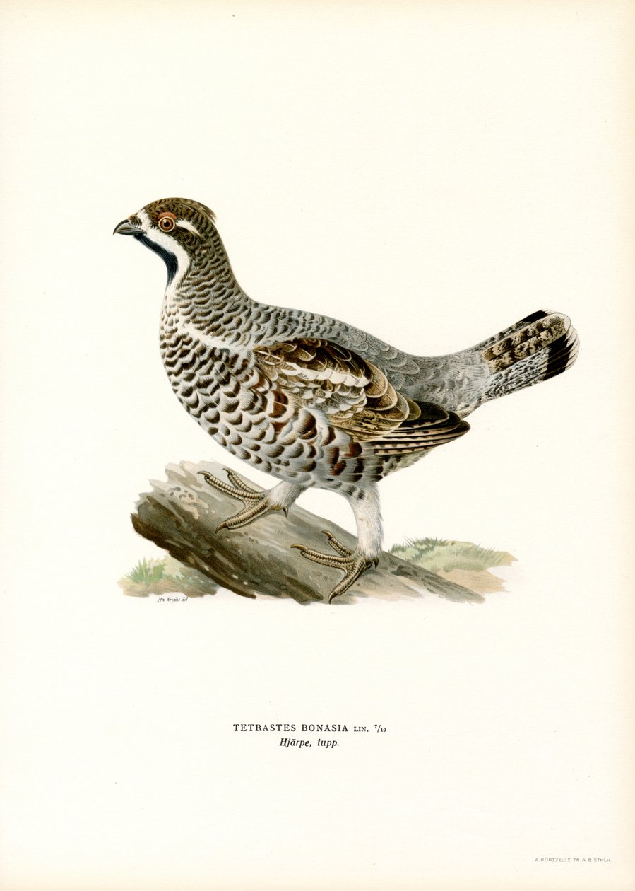 Hazel Grouse (litografía en color) de Magnus Ferdinand and Wilhelm von Wright