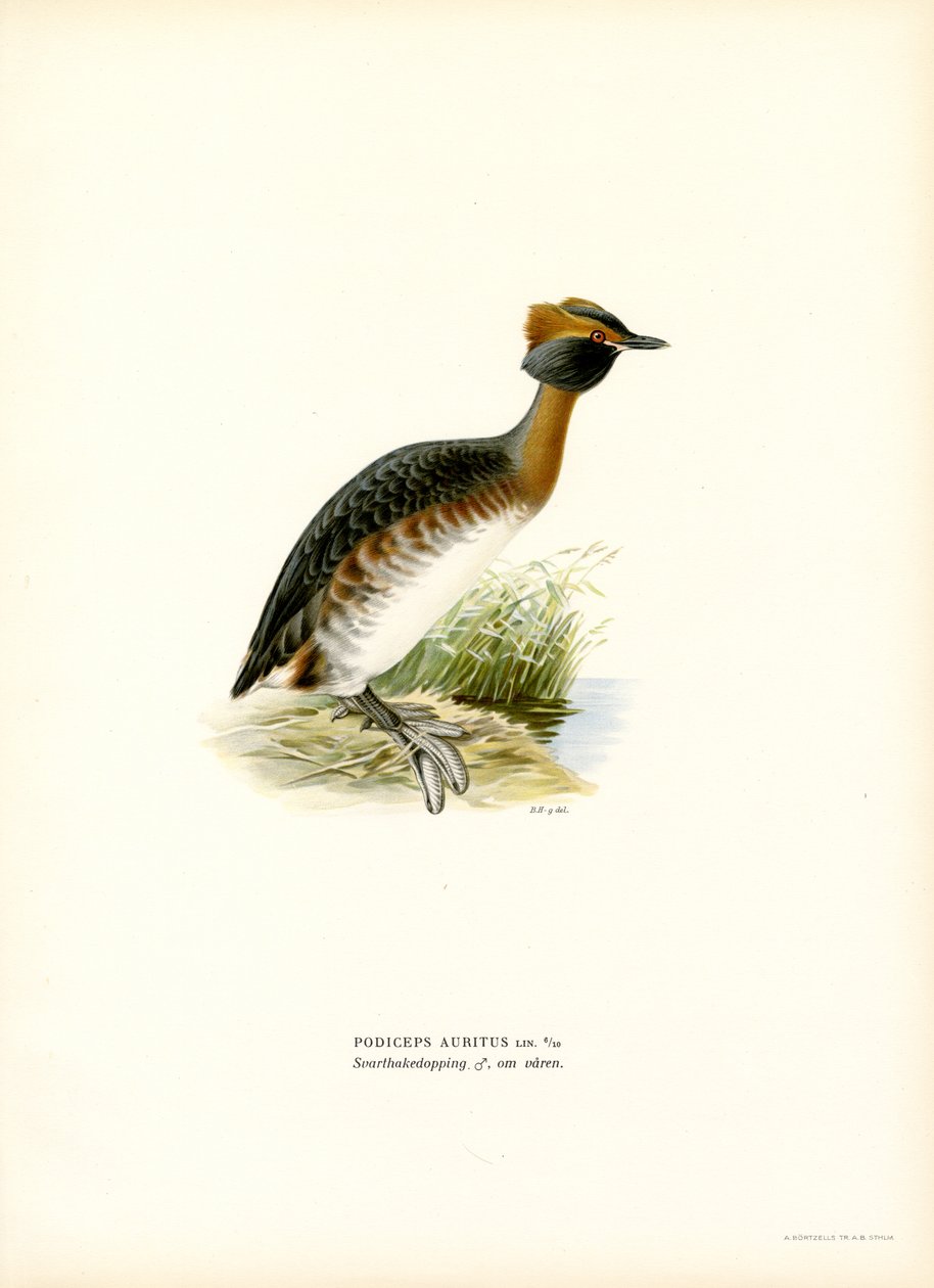 Zampullín cornudo (litografía en color) de Magnus Ferdinand and Wilhelm von Wright