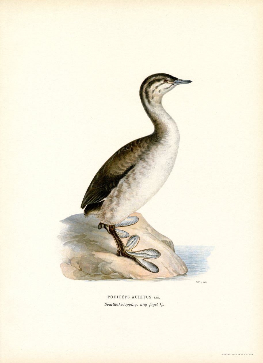 Zampullín cornudo (litografía en color) de Magnus Ferdinand and Wilhelm von Wright