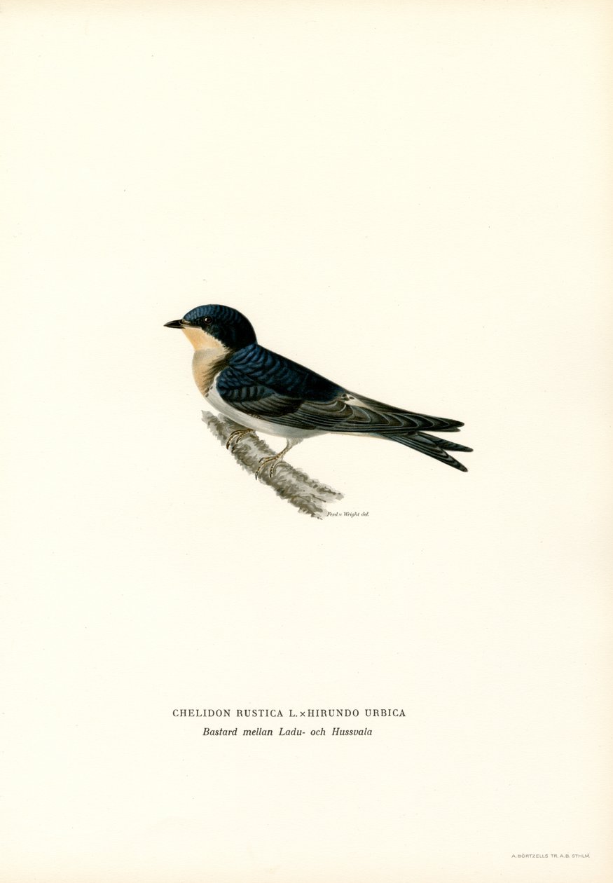 Golondrina doméstica (litografía en color) de Magnus Ferdinand and Wilhelm von Wright