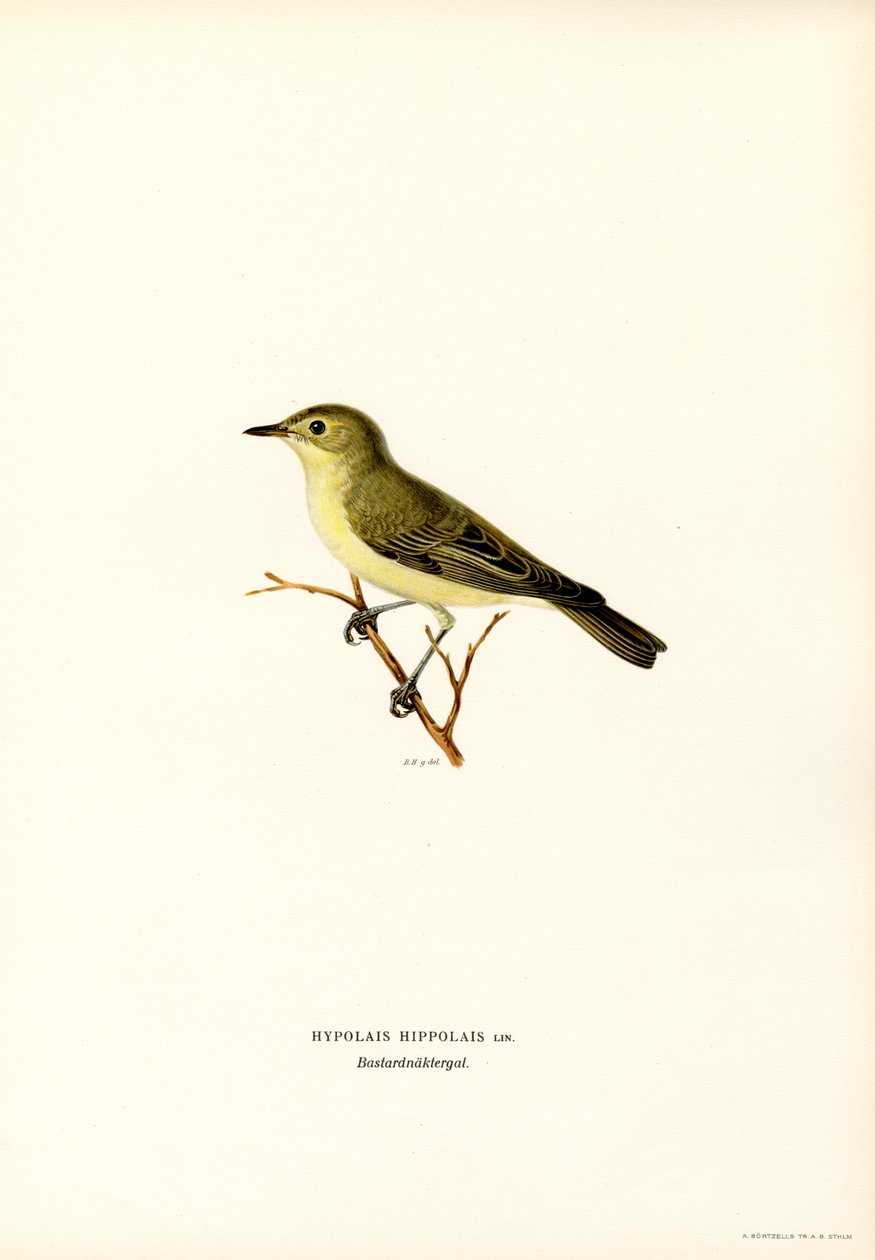 Curruca de la India (litografía en color) de Magnus Ferdinand and Wilhelm von Wright