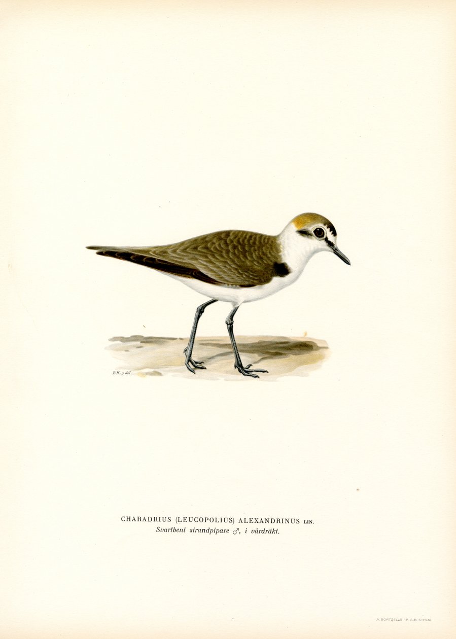 Chorlito de Kentish (litografía en color) de Magnus Ferdinand and Wilhelm von Wright