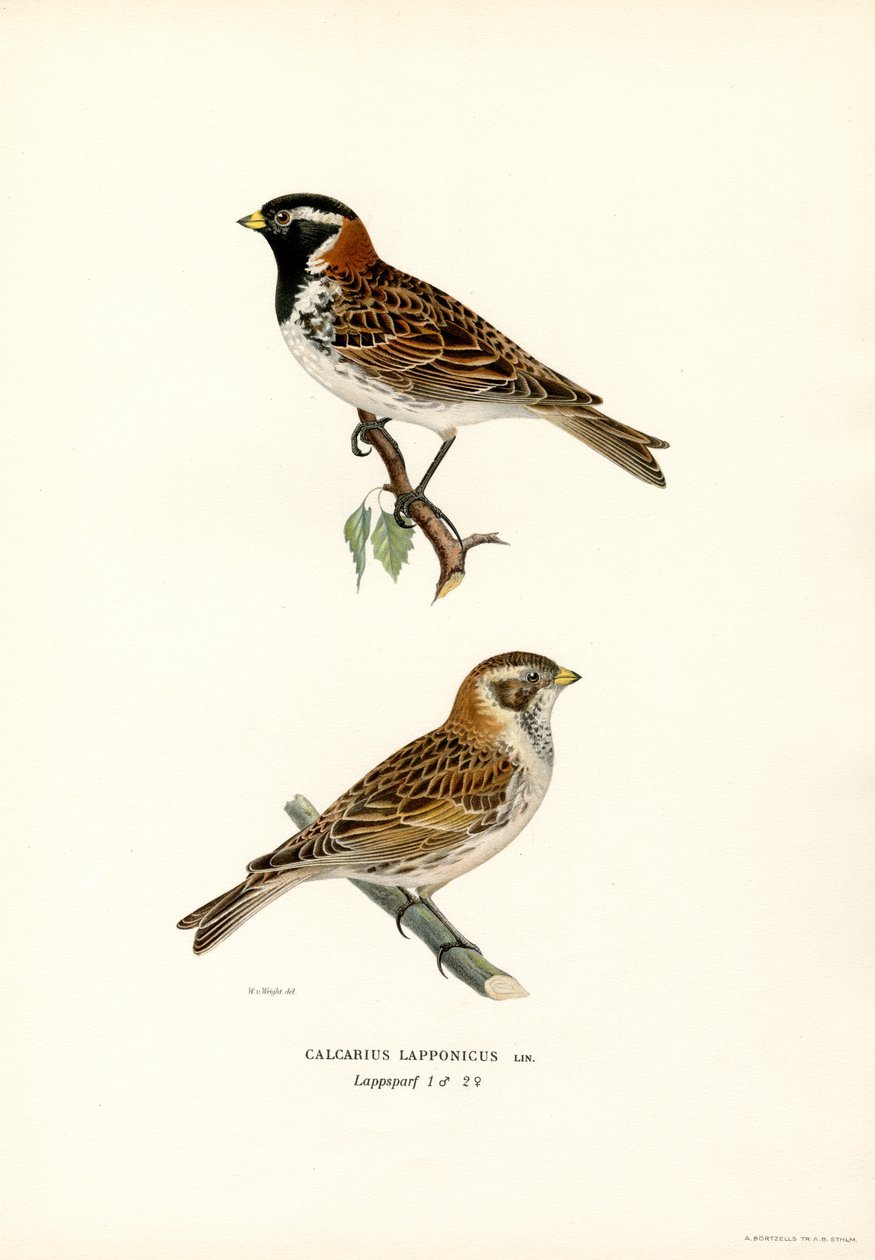 Escribano de Laponia (litografía en color) de Magnus Ferdinand and Wilhelm von Wright