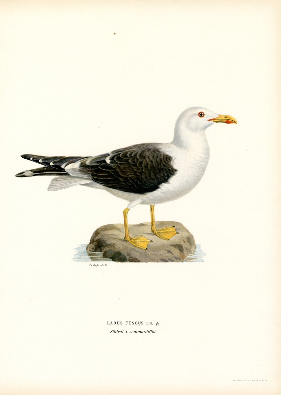 Gaviota dorsinegra (litografía en color) de Magnus Ferdinand and Wilhelm von Wright