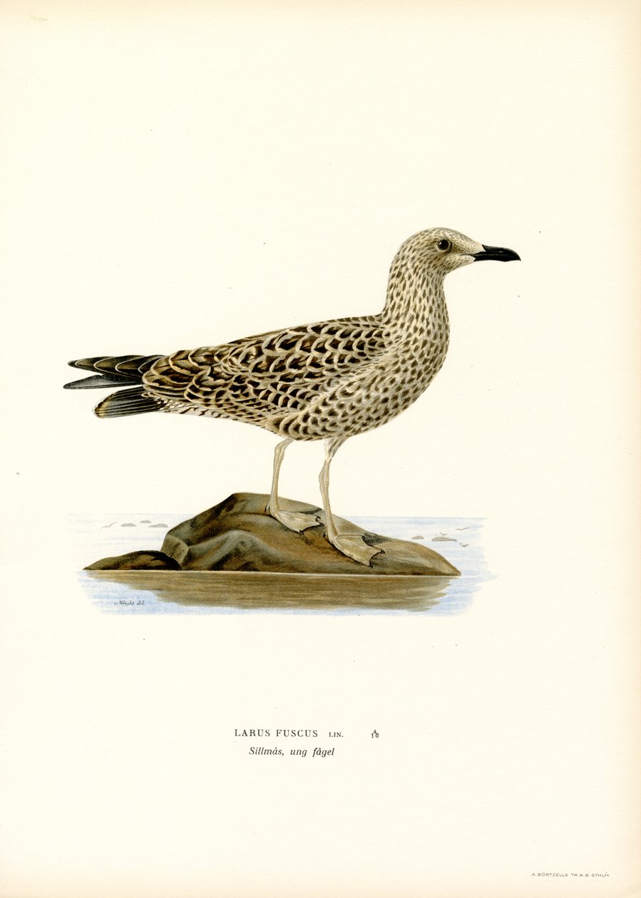 Gaviota dorsinegra (litografía en color) de Magnus Ferdinand and Wilhelm von Wright