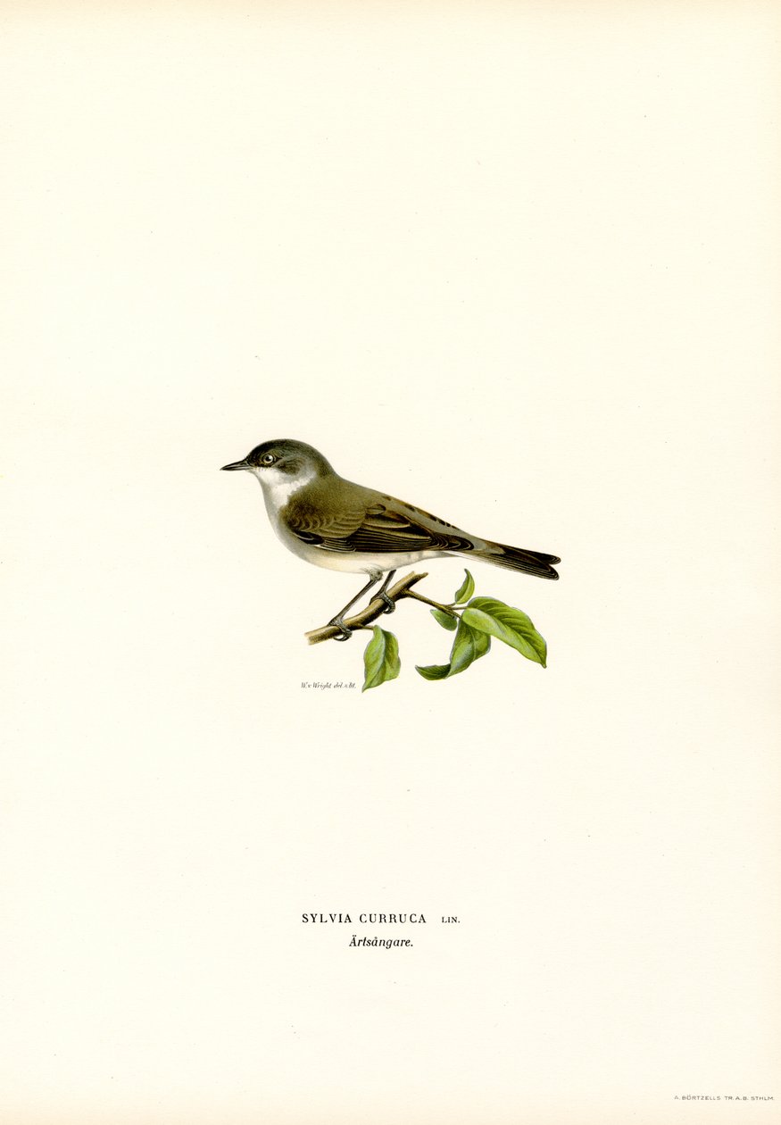 Pechiazul (litografía en color) de Magnus Ferdinand and Wilhelm von Wright