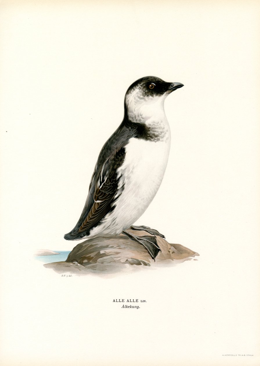 Alca común (litografía en color) de Magnus Ferdinand and Wilhelm von Wright