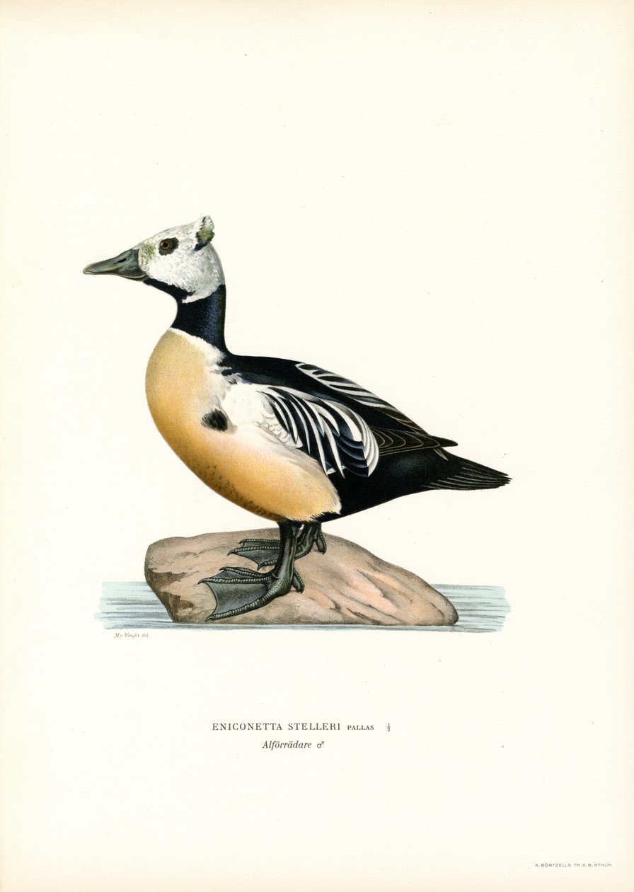 Eider pequeño (litografía en color) de Magnus Ferdinand and Wilhelm von Wright