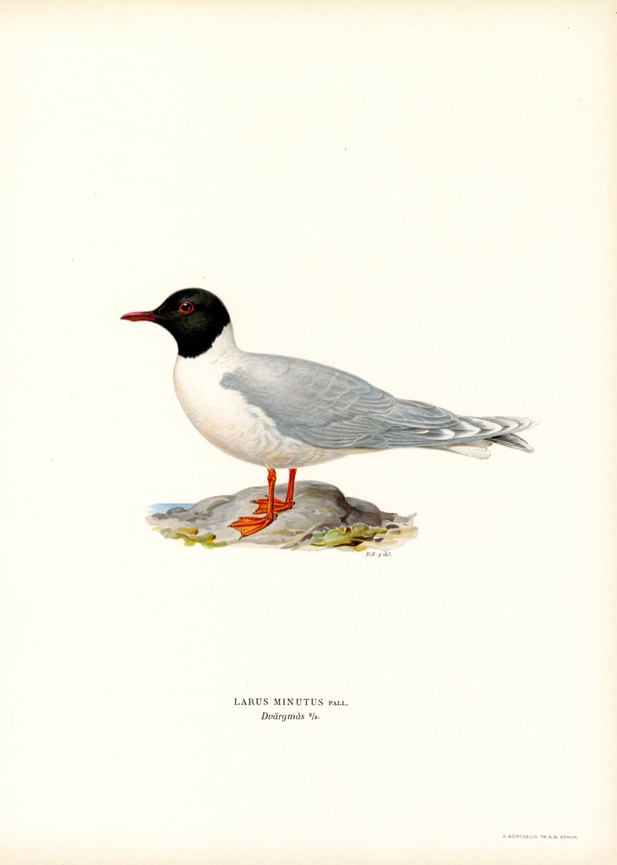 Gaviota pequeña (litografía en color) de Magnus Ferdinand and Wilhelm von Wright
