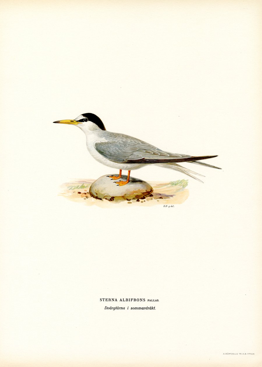 Charrancito (litografía en color) de Magnus Ferdinand and Wilhelm von Wright