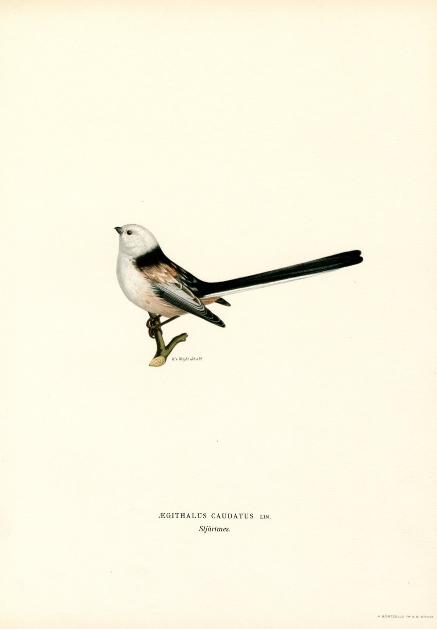 Herrerillo común (litografía en color) de Magnus Ferdinand and Wilhelm von Wright