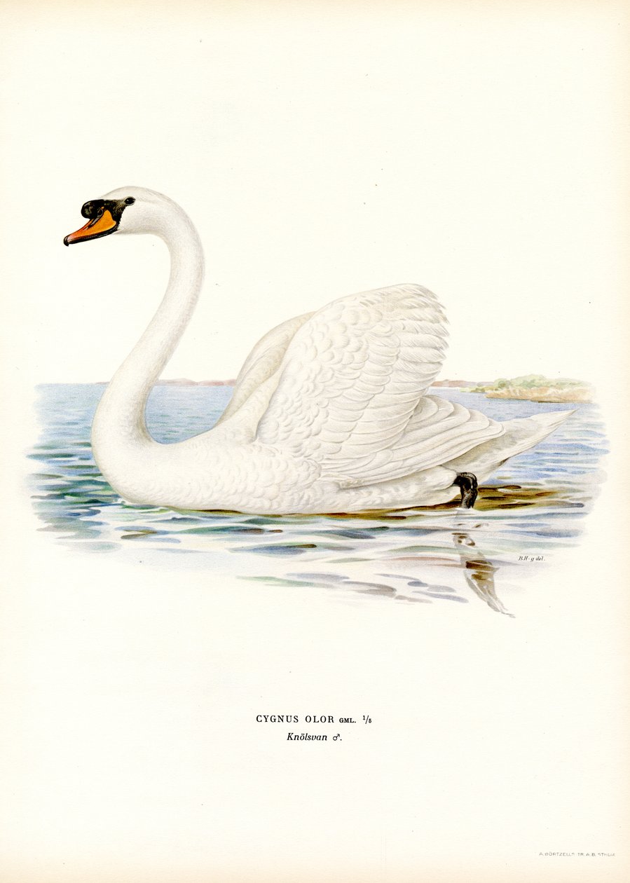 Cisne mudo (litografía en color) de Magnus Ferdinand and Wilhelm von Wright