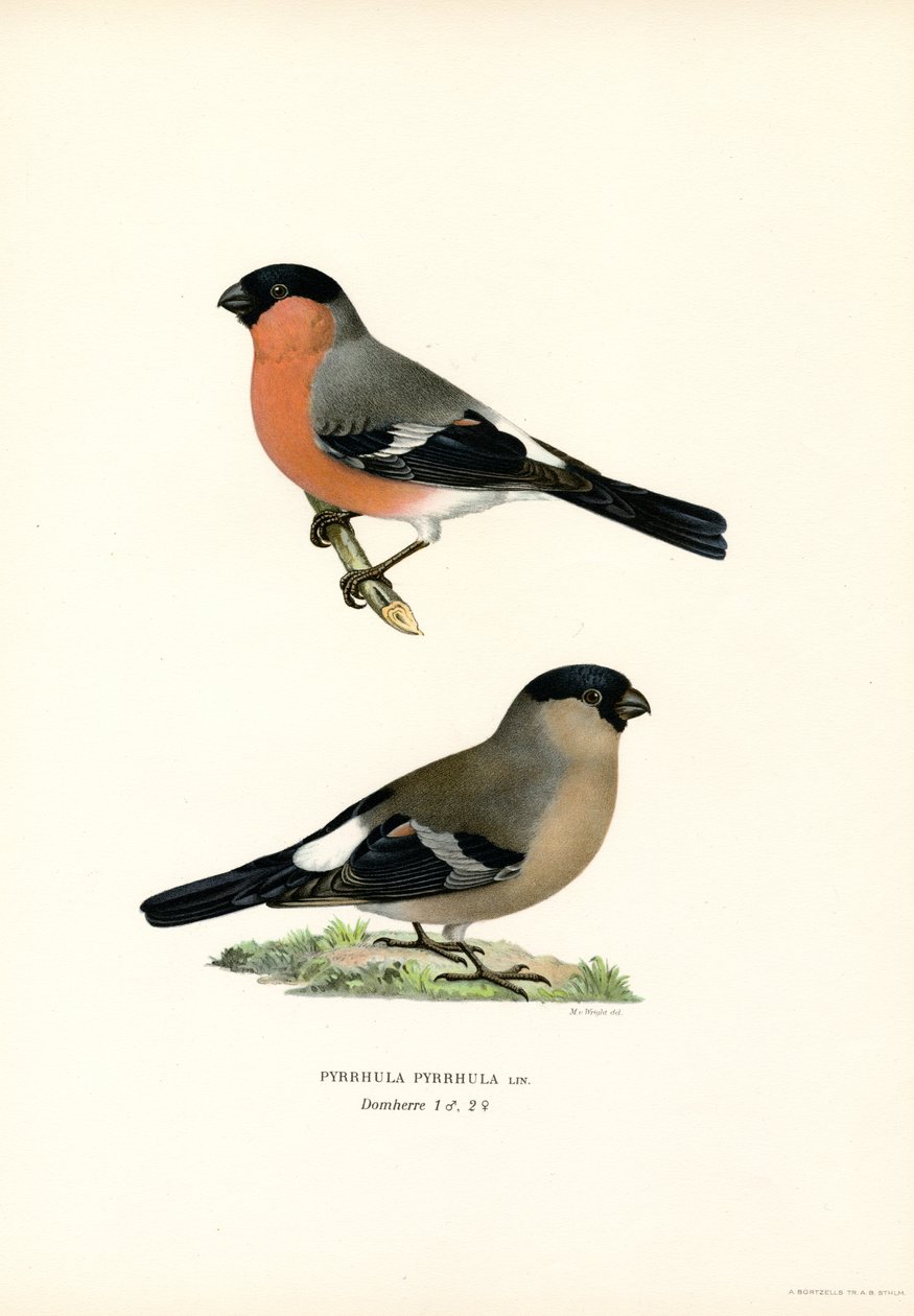 Camachuelo del norte de Eurasia (litografía en color) de Magnus Ferdinand and Wilhelm von Wright