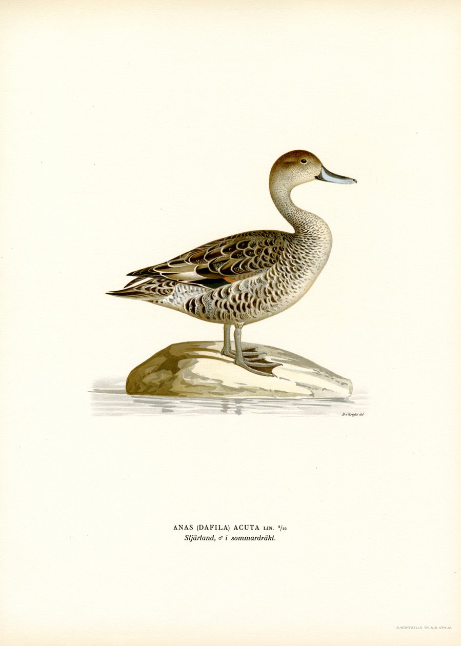 Ánade rabudo (litografía en color) de Magnus Ferdinand and Wilhelm von Wright