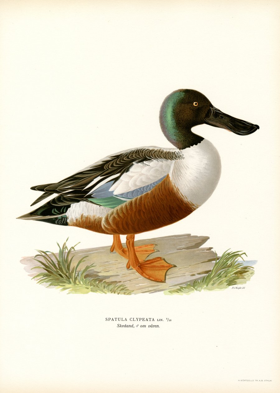 Paloma torcaz (litografía en color) de Magnus Ferdinand and Wilhelm von Wright