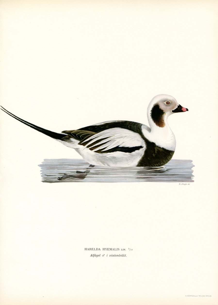 Pato Oldsquaw (litografía en color) de Magnus Ferdinand and Wilhelm von Wright