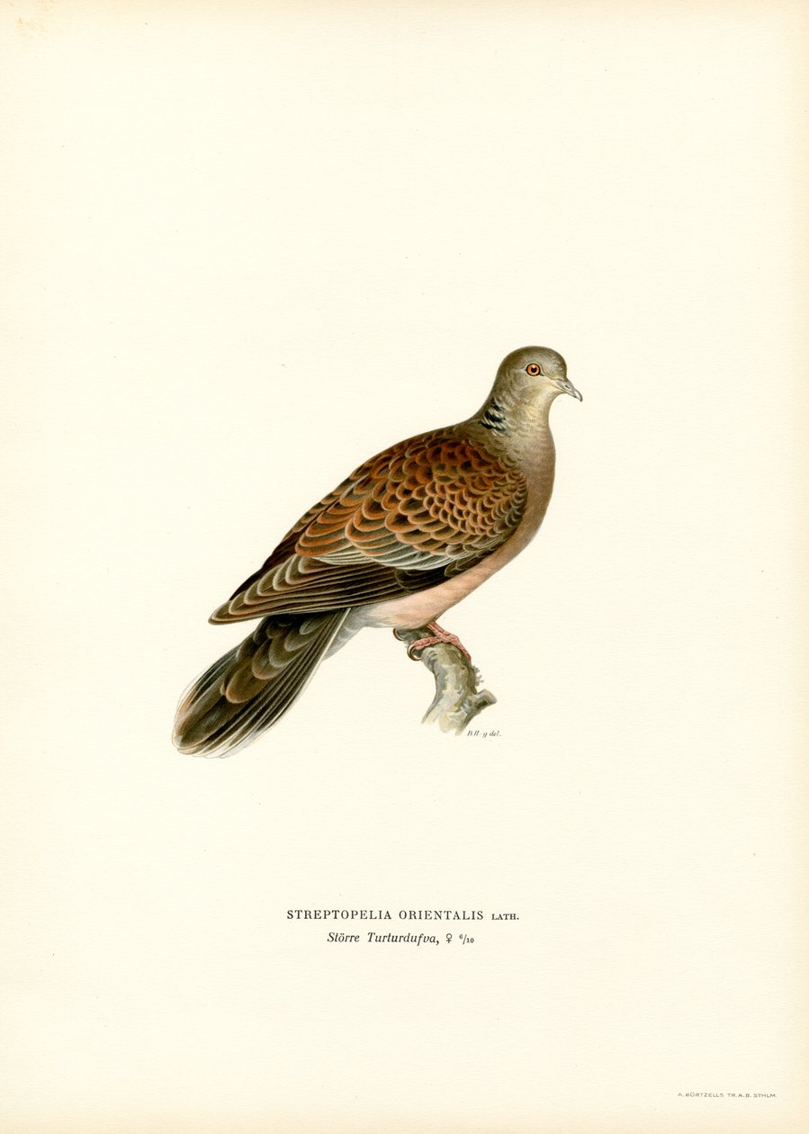 Tórtola oriental (litografía en color) de Magnus Ferdinand and Wilhelm von Wright