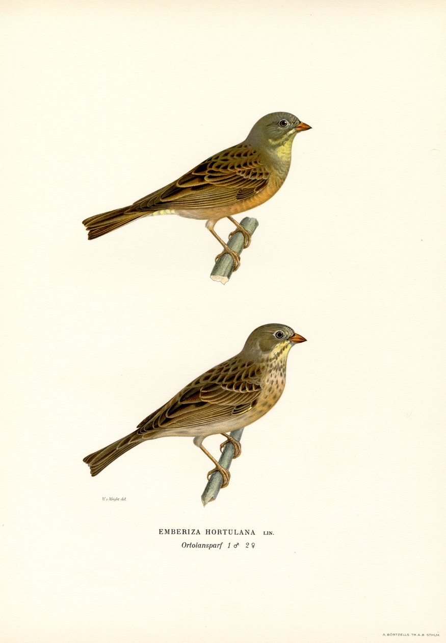Escribano hortelano (litografía en color) de Magnus Ferdinand and Wilhelm von Wright