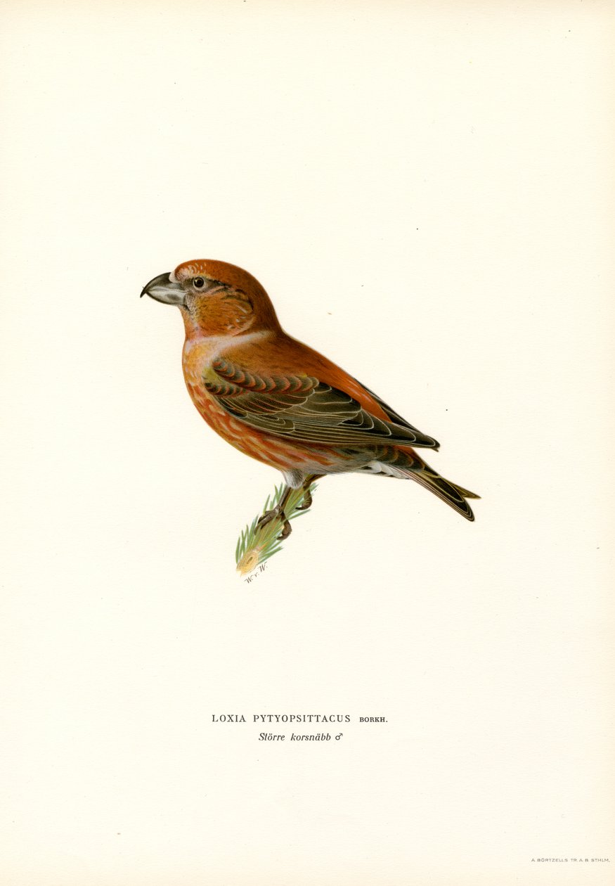 Piquituerto (litografía en color) de Magnus Ferdinand and Wilhelm von Wright