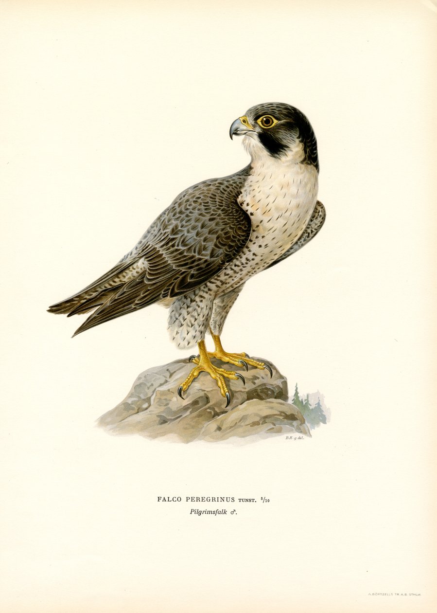 Halcón peregrino (litografía en color) de Magnus Ferdinand and Wilhelm von Wright