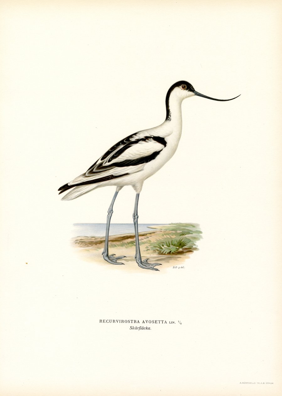 Pie de avoceta (litografía en color) de Magnus Ferdinand and Wilhelm von Wright