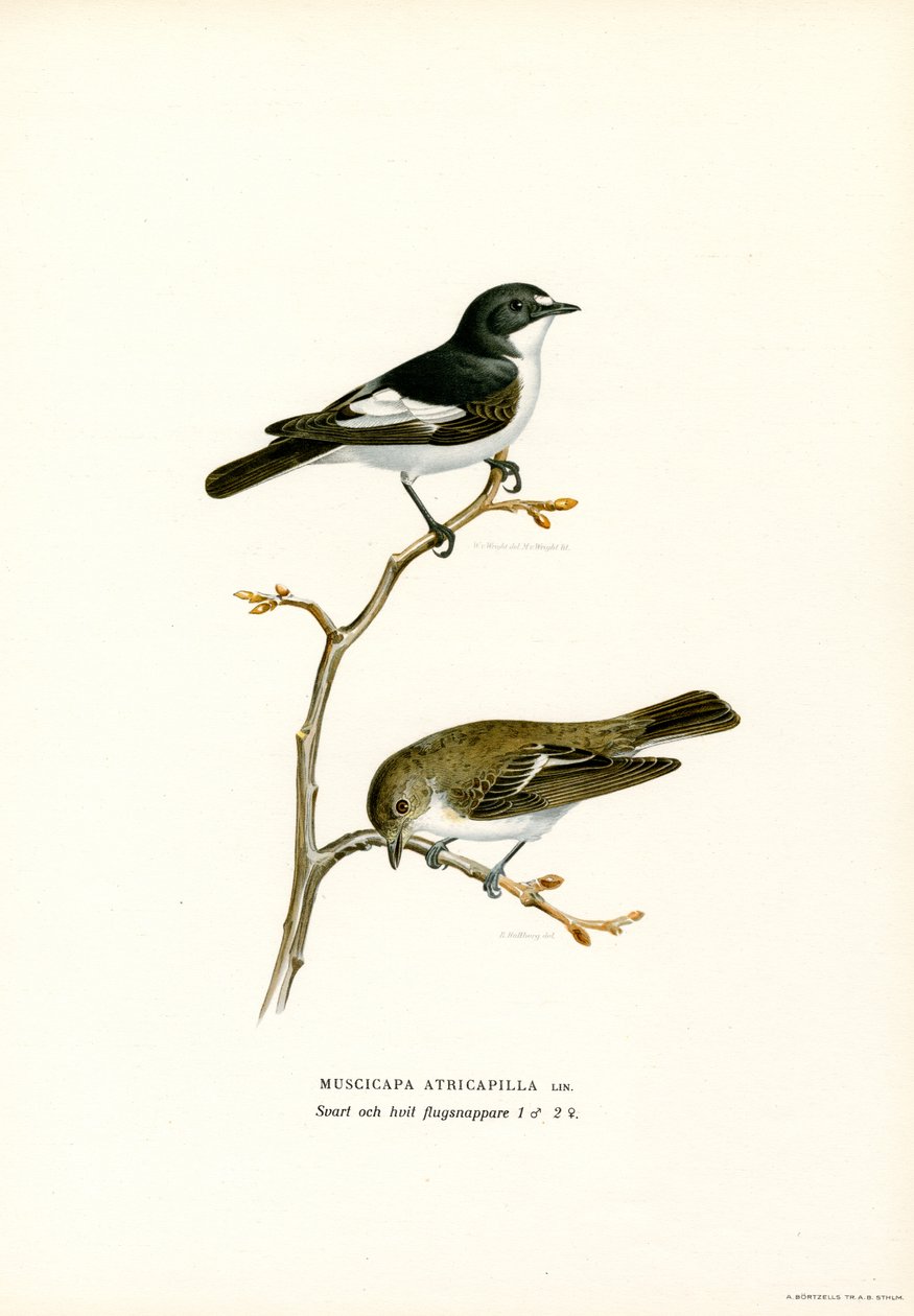 Papamoscas cerrojillo (litografía en color) de Magnus Ferdinand and Wilhelm von Wright