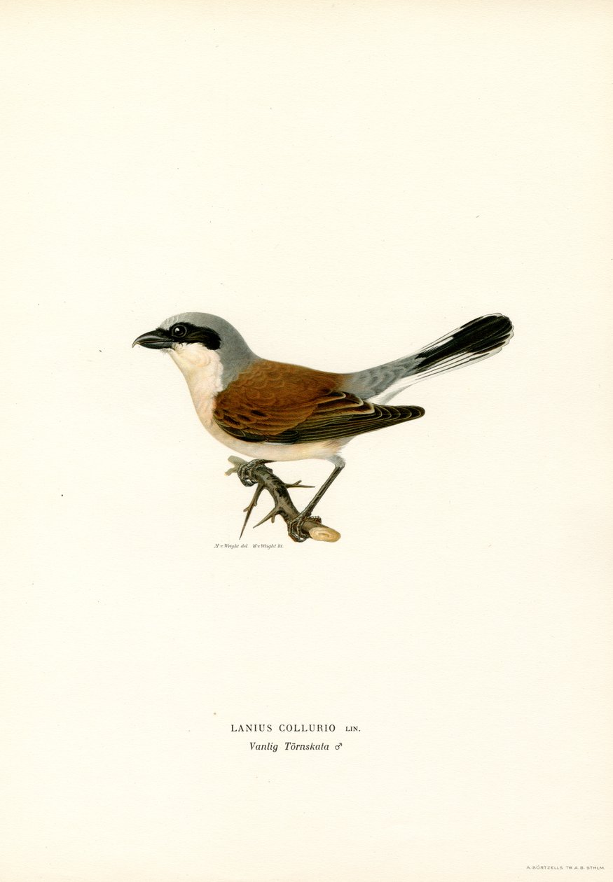 Alcaudón dorsirrojo (litografía en color) de Magnus Ferdinand and Wilhelm von Wright