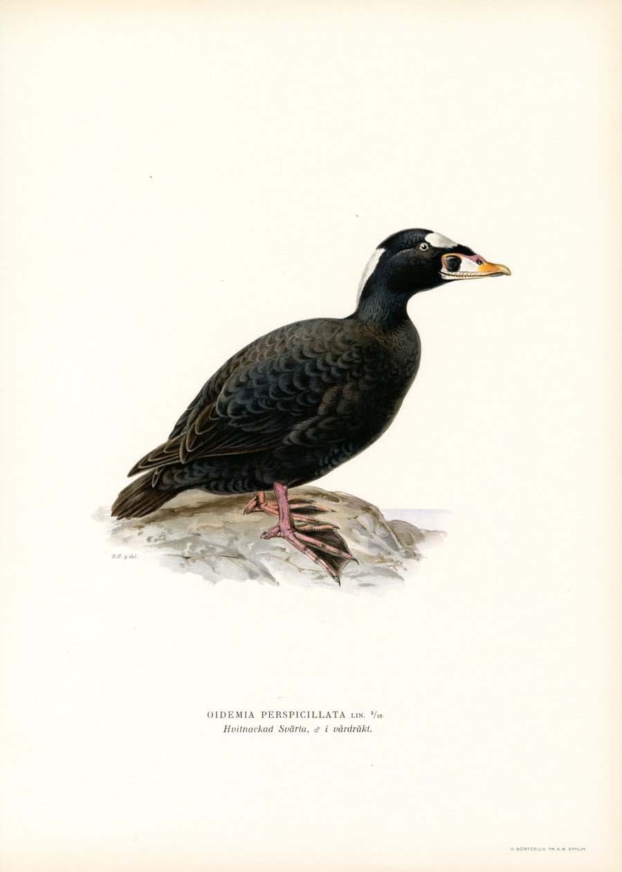 Piquituerto (litografía en color) de Magnus Ferdinand and Wilhelm von Wright