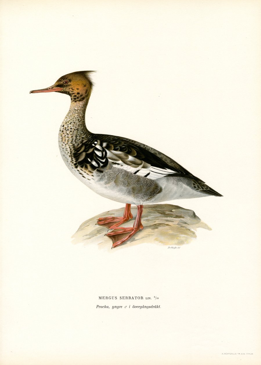 Cernícalo patirrojo (litografía en color) de Magnus Ferdinand and Wilhelm von Wright