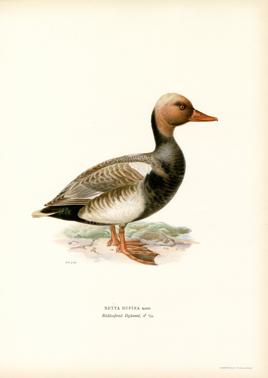 Pato de cresta roja (litografía en color) de Magnus Ferdinand and Wilhelm von Wright