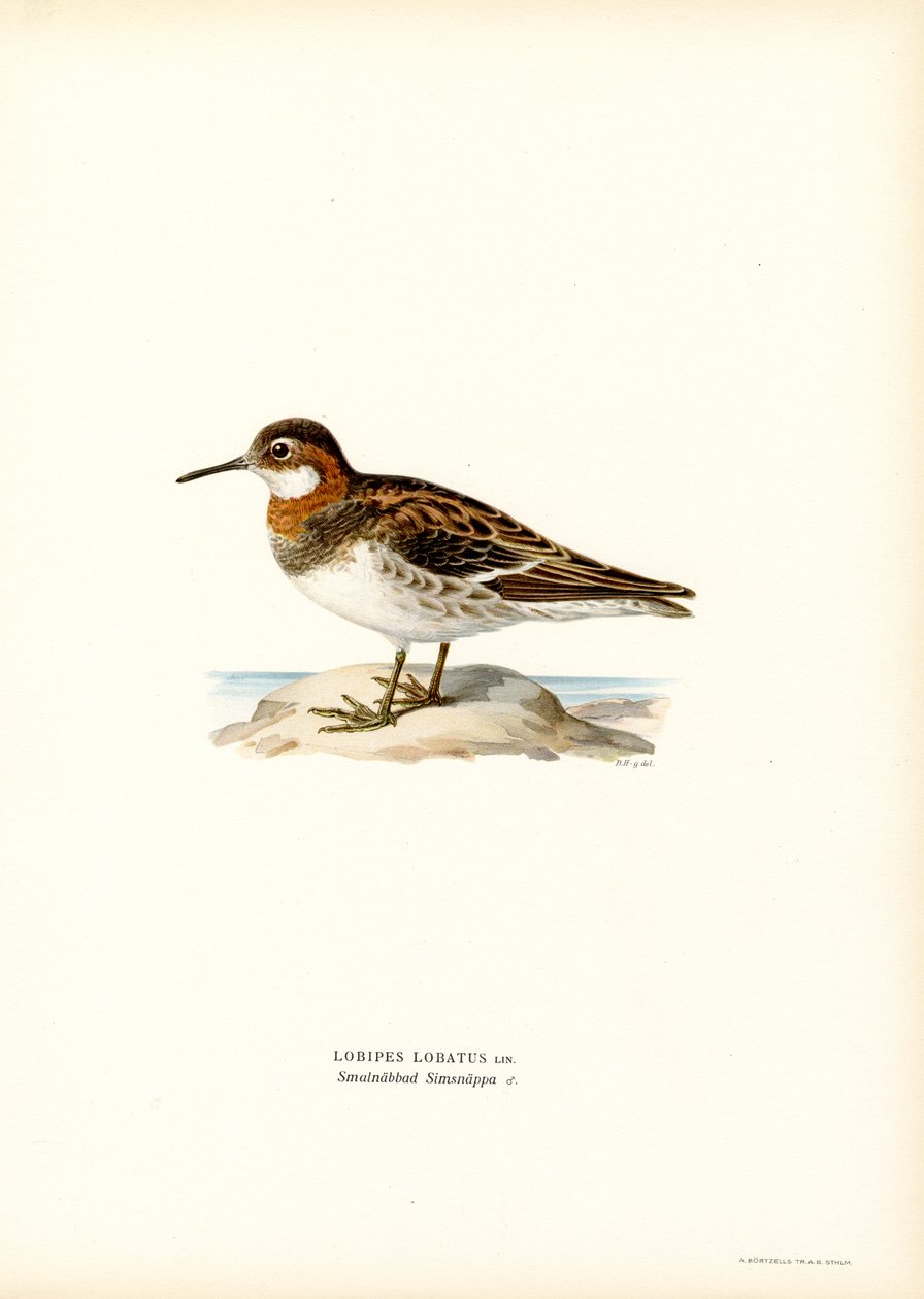 Falaropo de cuello rojo (litografía en color) de Magnus Ferdinand and Wilhelm von Wright
