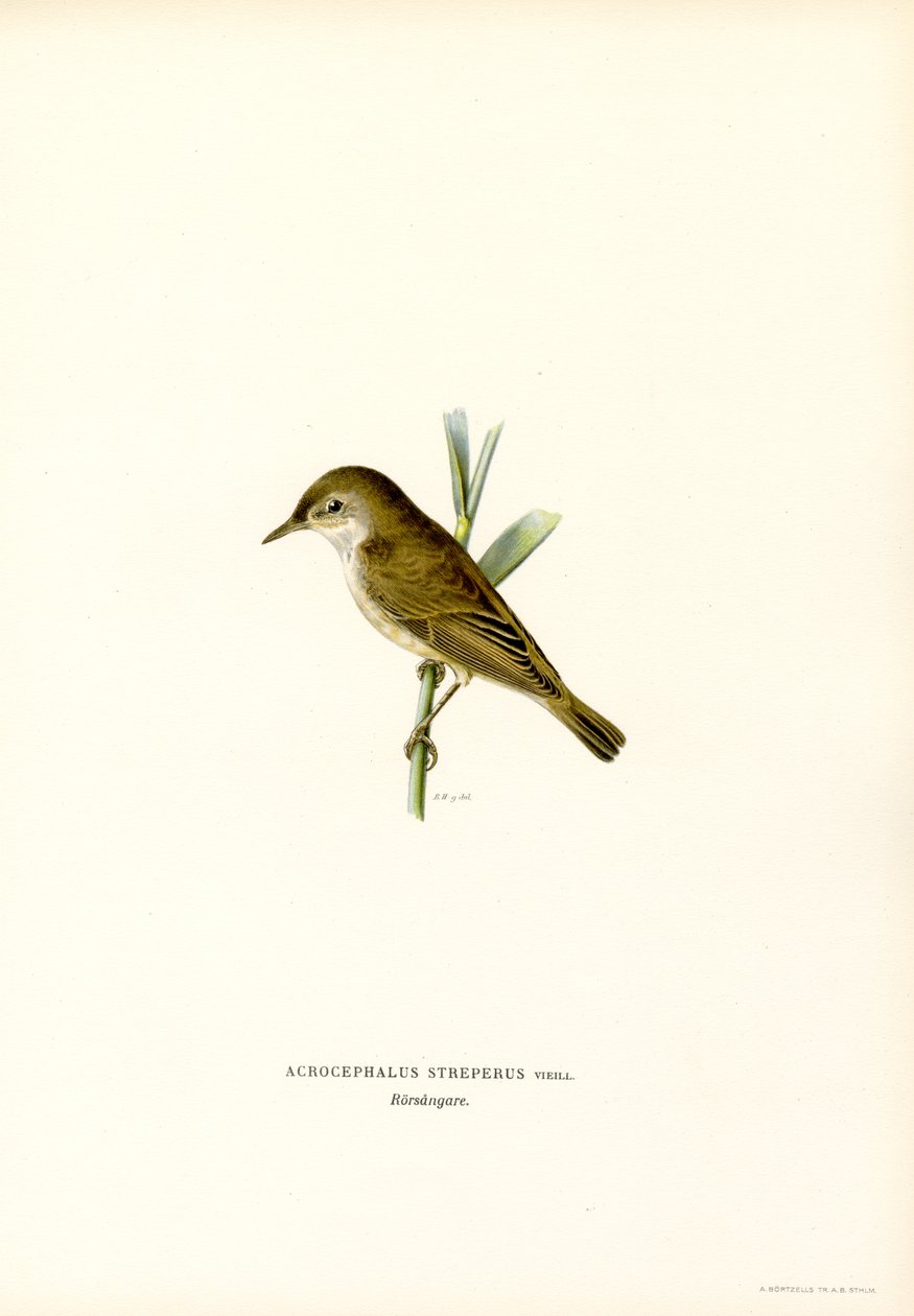 Carricero común (litografía en color) de Magnus Ferdinand and Wilhelm von Wright