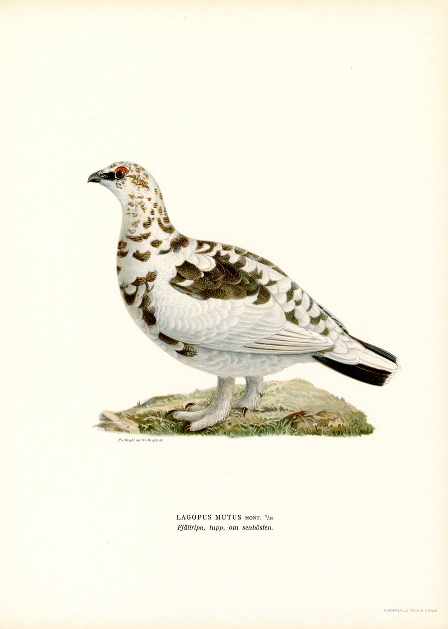 La perdiz de las rocas (litografía en color) de Magnus Ferdinand and Wilhelm von Wright