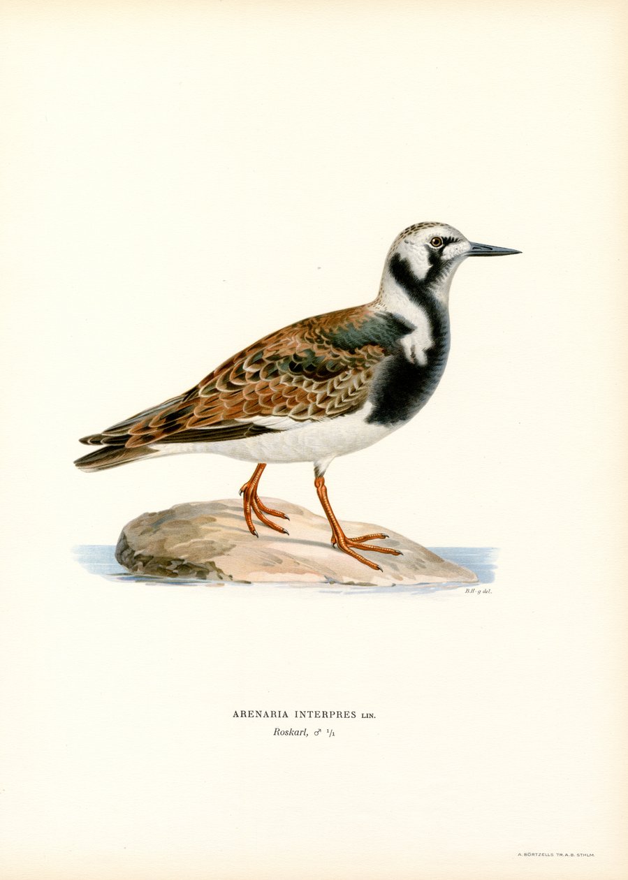 Tordo (litografía en color) de Magnus Ferdinand and Wilhelm von Wright