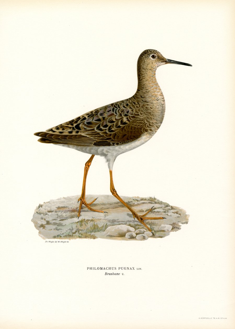 Ruff (litografía en color) de Magnus Ferdinand and Wilhelm von Wright