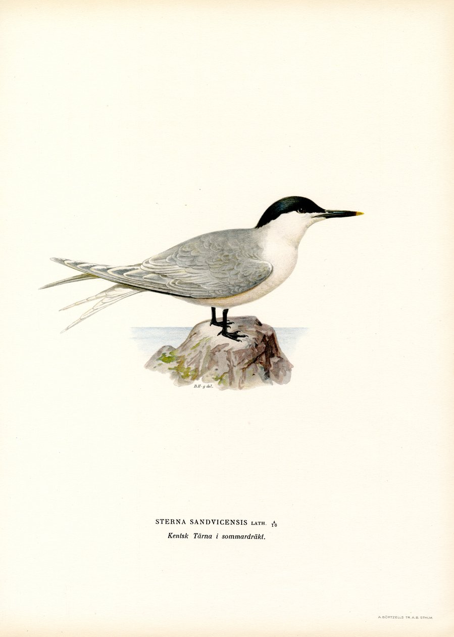 Gaviotín común (litografía en color) de Magnus Ferdinand and Wilhelm von Wright