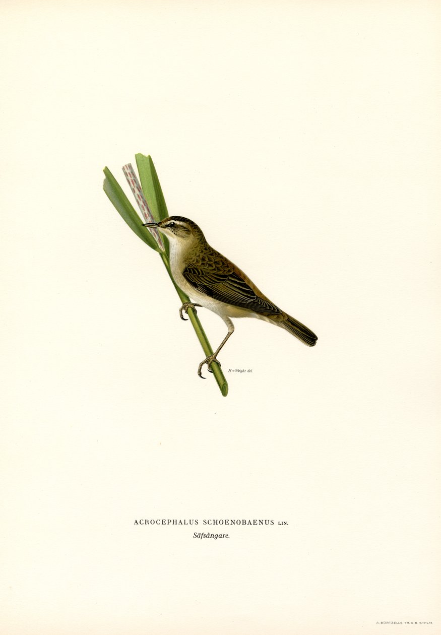 Carricero común (litografía en color) de Magnus Ferdinand and Wilhelm von Wright