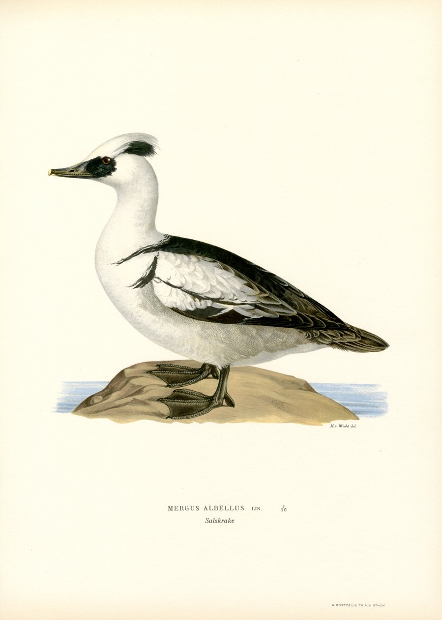 Smew (litografía en color) de Magnus Ferdinand and Wilhelm von Wright