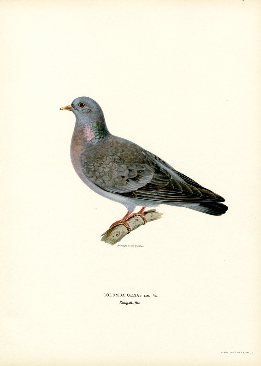 Stock Dove (litografía en color) de Magnus Ferdinand and Wilhelm von Wright