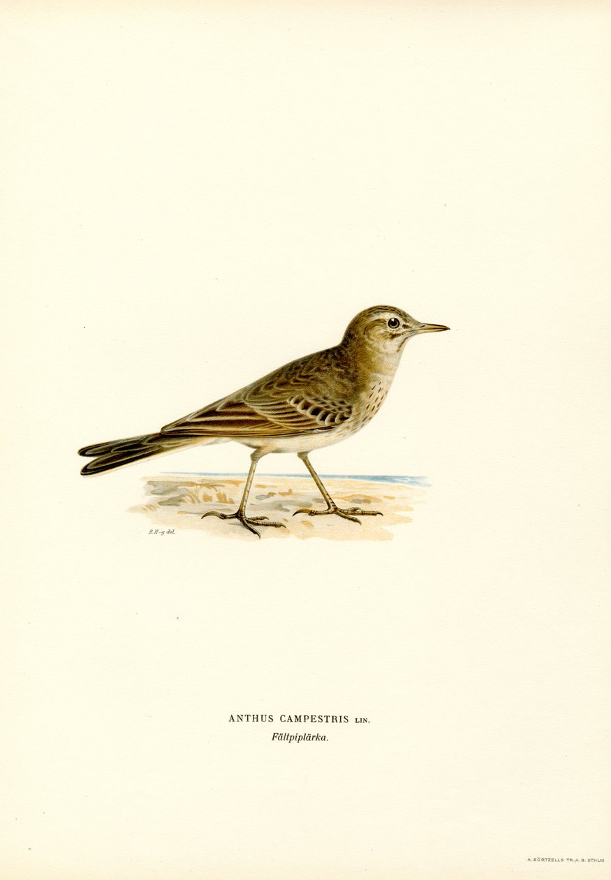 Bisbita campestre (litografía en color) de Magnus Ferdinand and Wilhelm von Wright