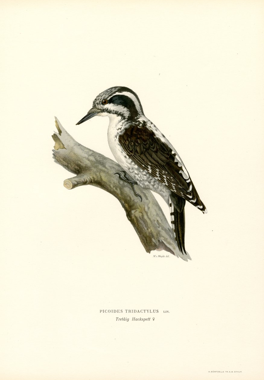 Pájaro carpintero de tres dedos (litografía en color) de Magnus Ferdinand and Wilhelm von Wright