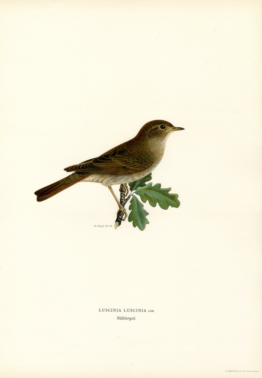 Ruiseñor del Zorzal (litografía en color) de Magnus Ferdinand and Wilhelm von Wright