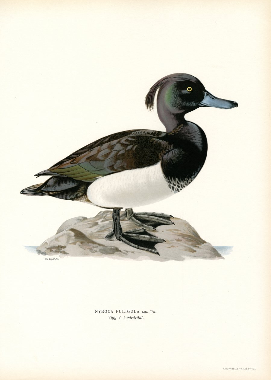 Pato moñudo (litografía en color) de Magnus Ferdinand and Wilhelm von Wright