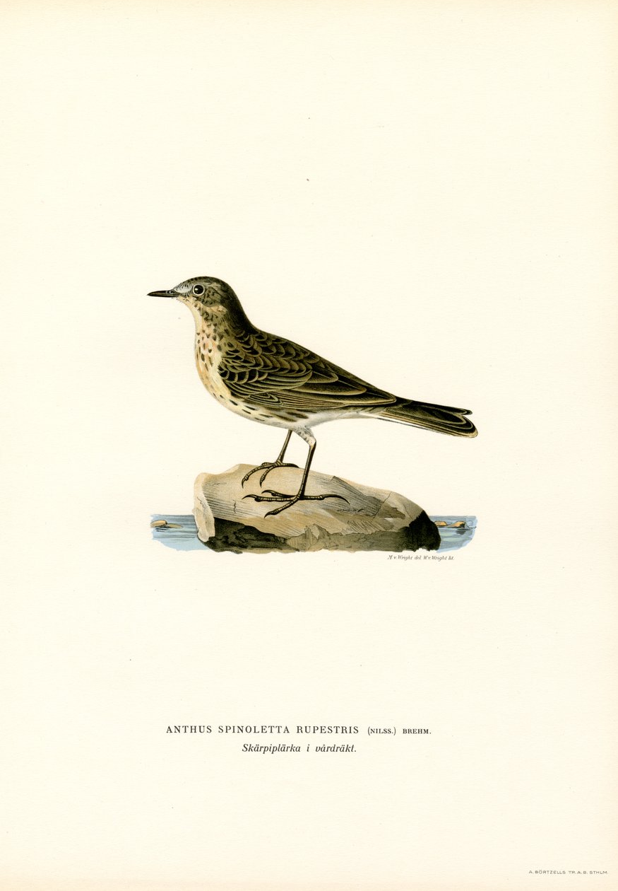 Bisbita del agua (litografía en color) de Magnus Ferdinand and Wilhelm von Wright