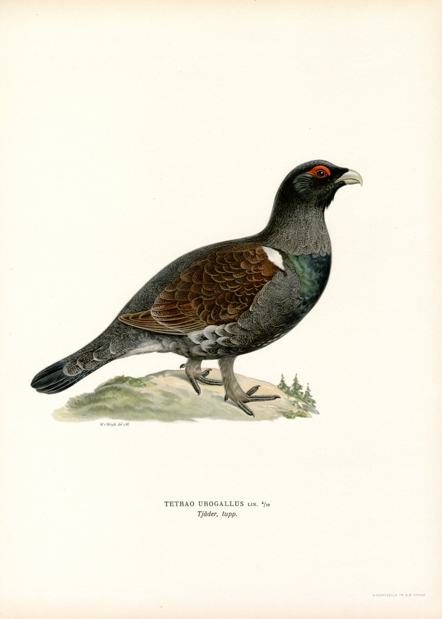 Urogallo occidental (litografía en color) de Magnus Ferdinand and Wilhelm von Wright