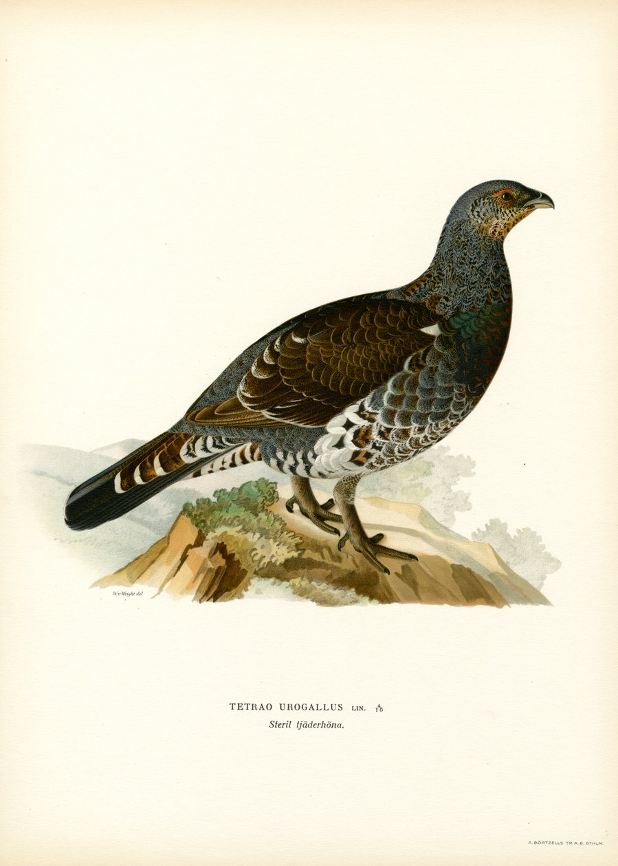 Urogallo occidental (litografía en color) de Magnus Ferdinand and Wilhelm von Wright