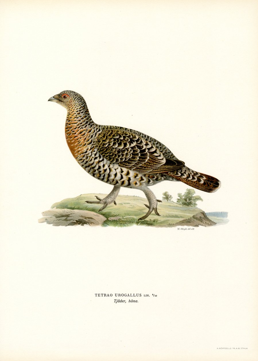 Urogallo occidental (litografía en color) de Magnus Ferdinand and Wilhelm von Wright