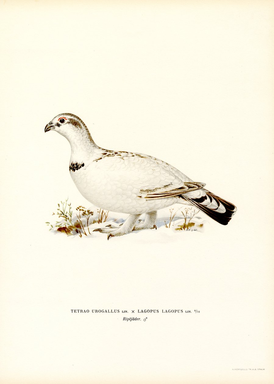 Urogallo x Perdiz de los Sauces (litografía en color) de Magnus Ferdinand and Wilhelm von Wright